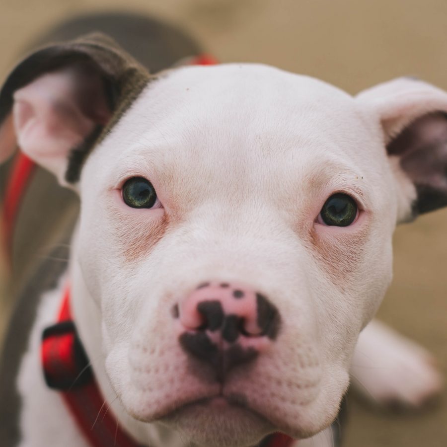 lucas-ludwig-cjWmmMUCRhY-unsplash lucas-ludwig-cjWmmMUCRhY-unsplash